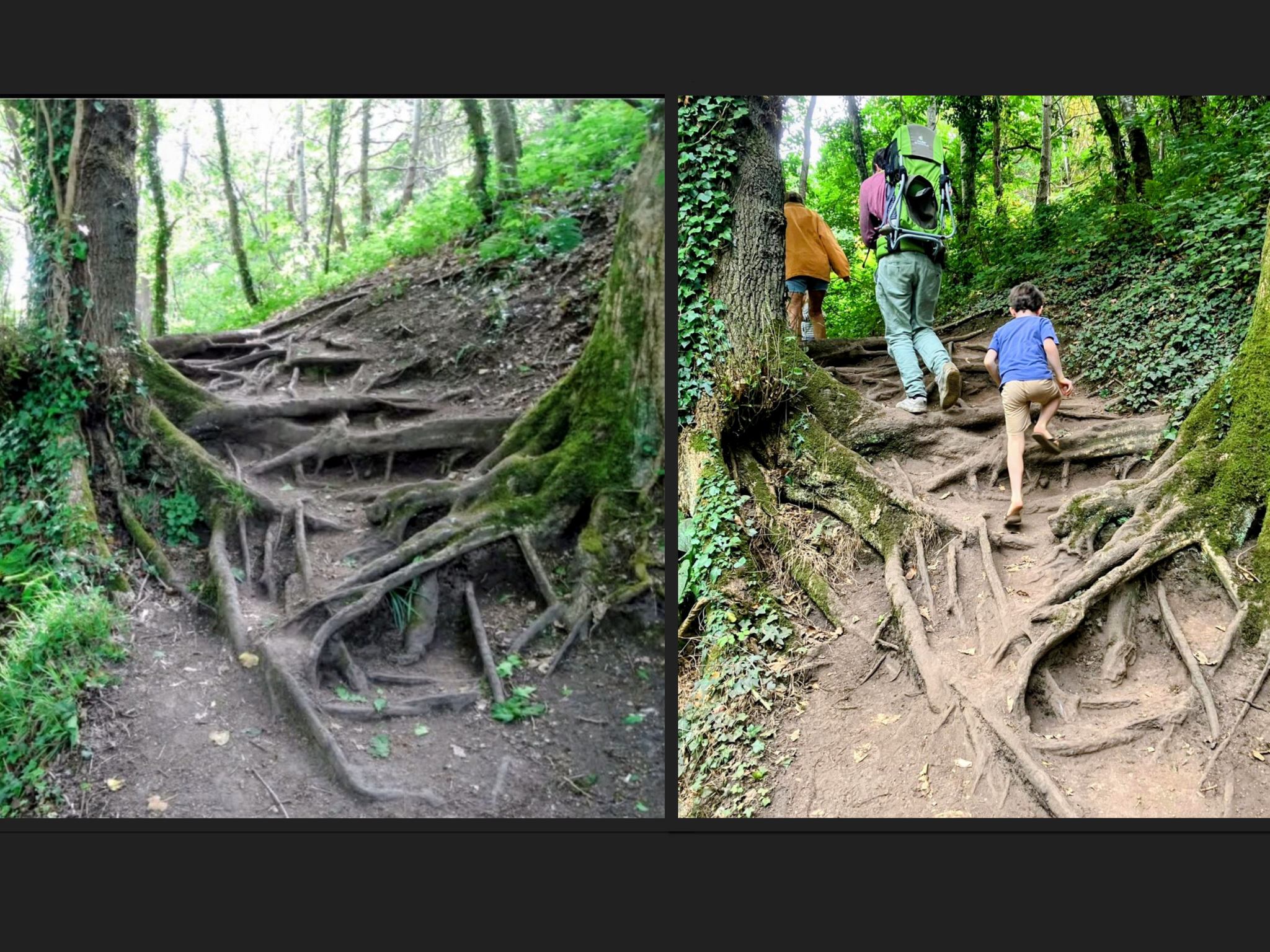 Usure des sols : arbre fragilisé, comparaison sur quelques mois