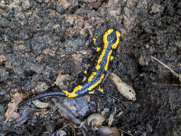 Espèces protégées